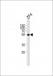 (DANRE) ankrd13c Antibody (C-term)